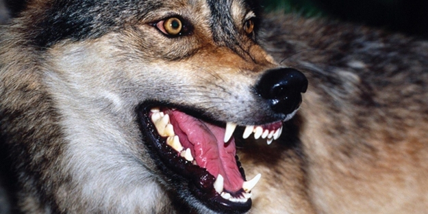 17 köpek tarım ilacıyla zehirlendi