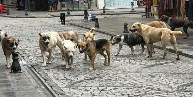 17 maddelik kanun önerisi! Başıboş sokak köpekleri yasası TBMM'de