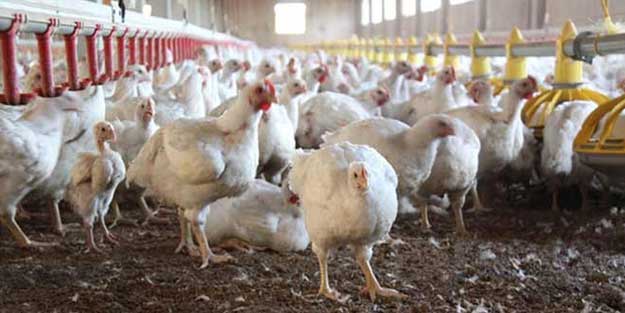 1,7 milyon kanatlı hayvan itlaf edildi