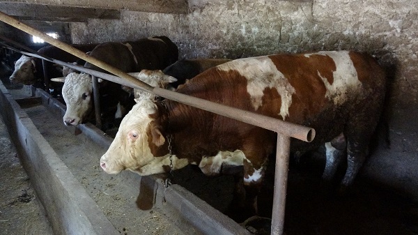 1,7 tonluk devasa boğanın fiyatı dudak uçuklattı