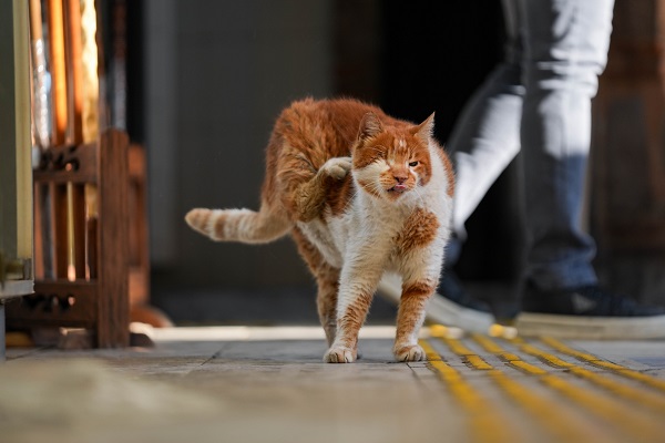 17 yıldır tarihi hanı mesken tutuyor! İşte karşınızda yerli Garfield