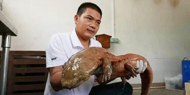 170 milyon yıldır yaşamayan yaratık bulundu!