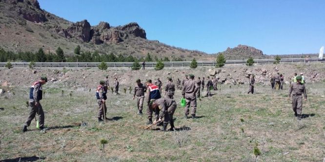Jandarma 300 fidan dikti