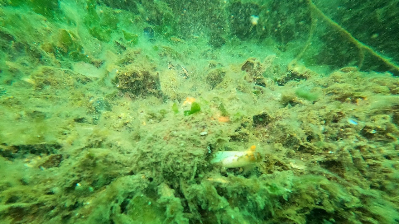 18 metrede yoğun müsilaj! Marmara Denizi’nden çığlık