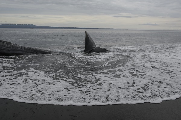 18 metrelik balina karaya vurdu