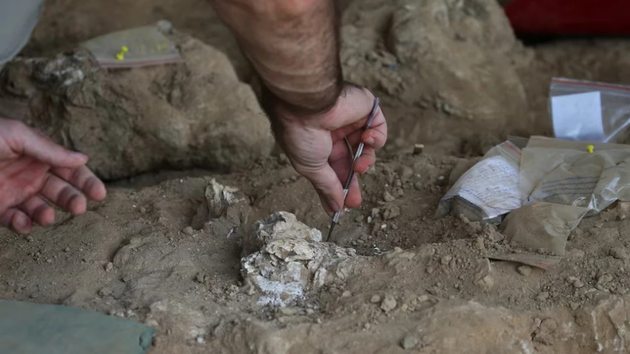 1.8 milyon yıllık çene kemiği bulundu! İnsanlık tarihine ışık tutacak keşif