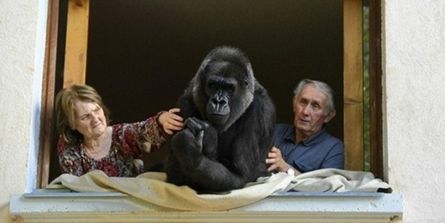 18 senedir bir gorille yaşıyorlar!