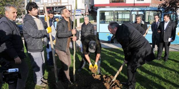 180 ağacı katledip 1 fidan diktiler