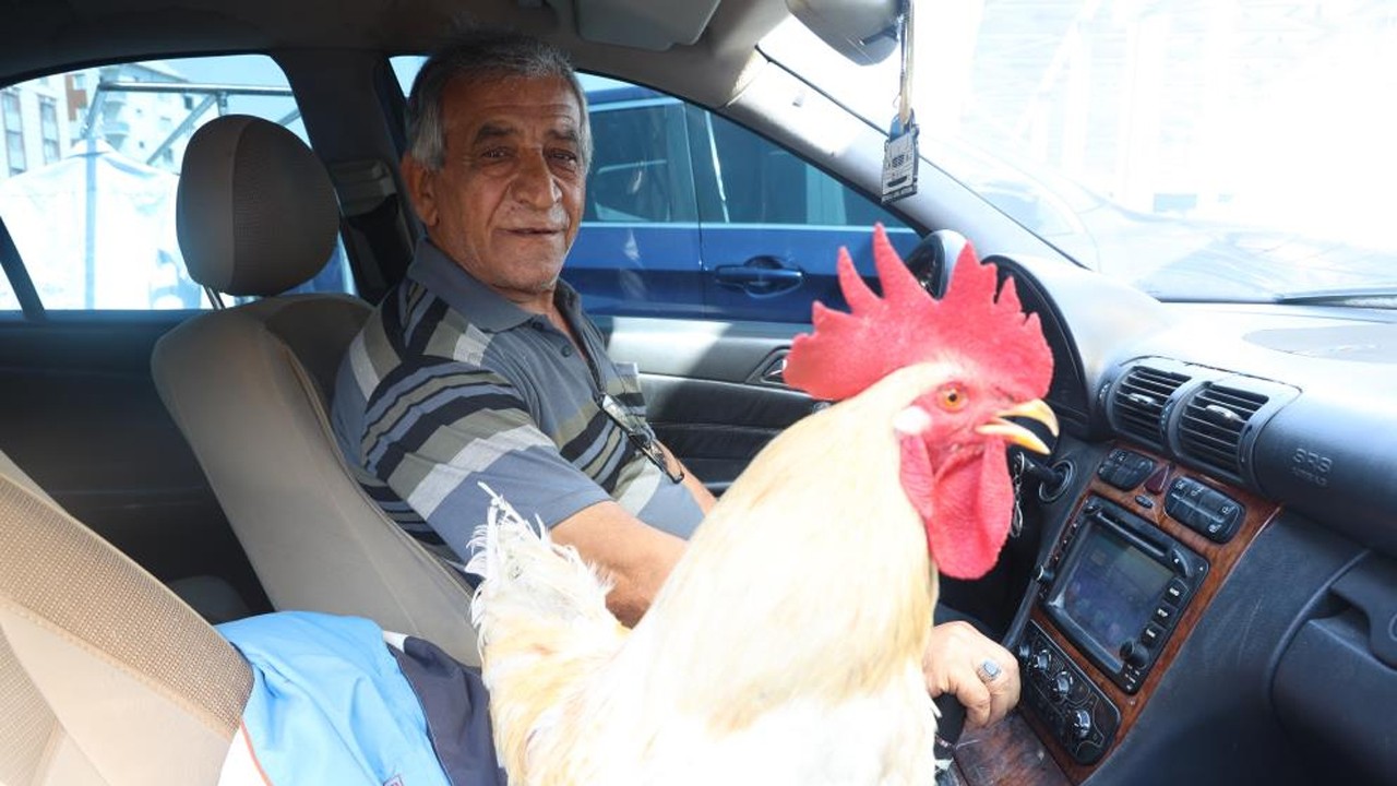 19 aydır beslediği horozu şehir turuna çıkardı