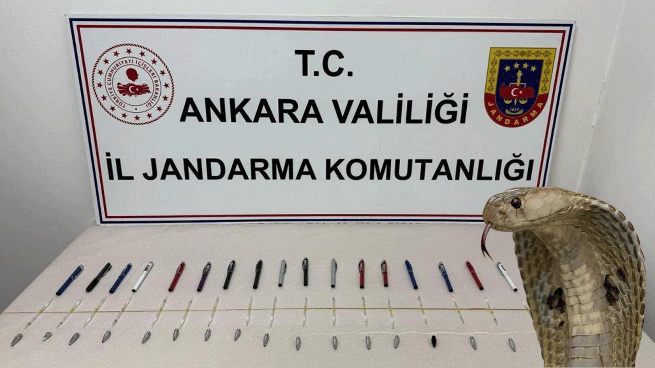 19 tüp kobra yılanı zehri ele geçirildi! Fiyatı dudak uçuklattı