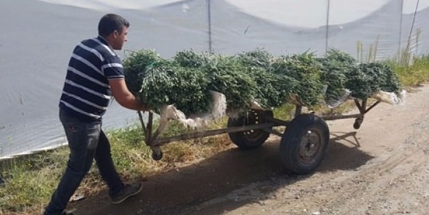 1974 nüfuslu köy senede 20 milyon TL kazanıyor