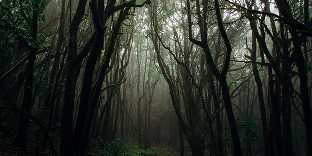 1990 yılından bu yana hiçbir yerde görülmeyen canlı bir anda ortaya çıktı! Dünya şokta