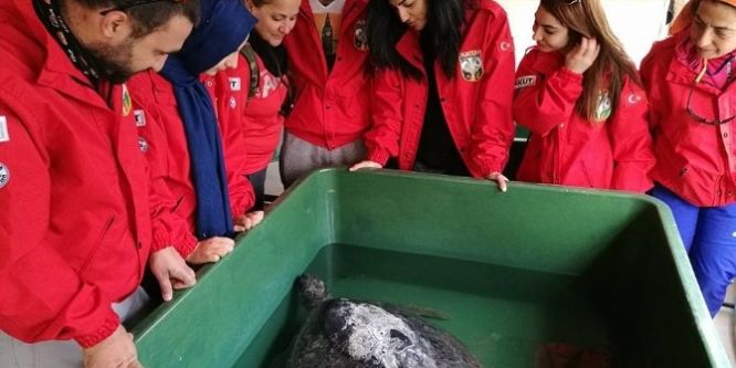 Mersin’de carettaların yuvalama alanı temizlendi