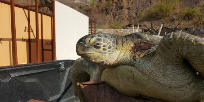 Marmaris’te karaya ölü caretta caretta vurdu