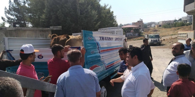 Genç çiftçilere 96 adet büyükbaş hayvan dağıtıldı
