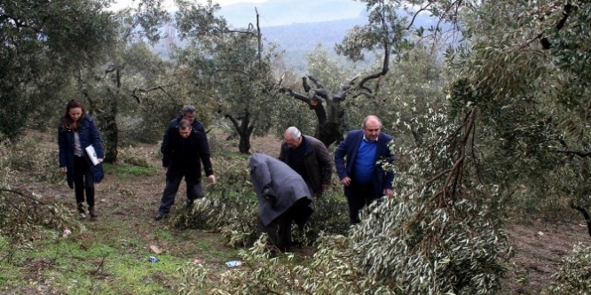 Bursa'da kar zeytin ağaçlarını budadı