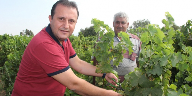 Başkan Soylu üzüm kesti