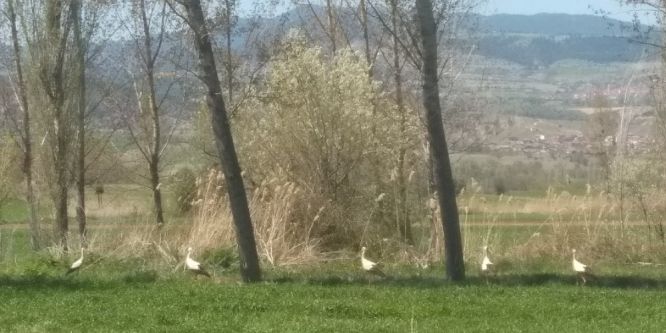 Hisarcık yıllar sonra leylek gördü