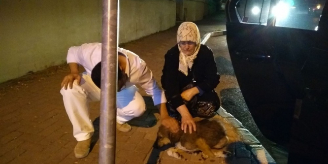 Çarptığı köpeği hastaneye götürdü