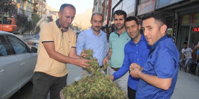 Hakkari’de ‘yeşil fındık’ satışı