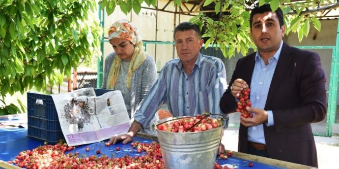Kirazın anavatanı Kemalpaşa’da ilk hasat yapıldı