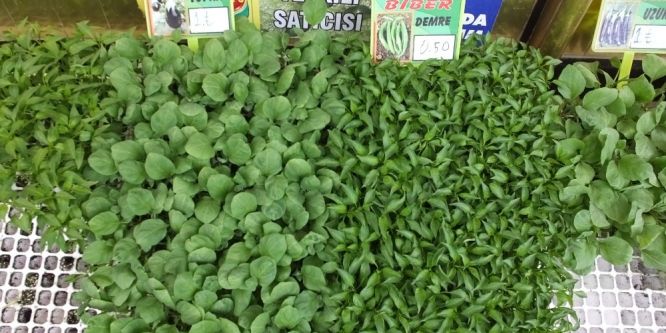 Burhaniye’de sebze fidesi satışına büyük talep