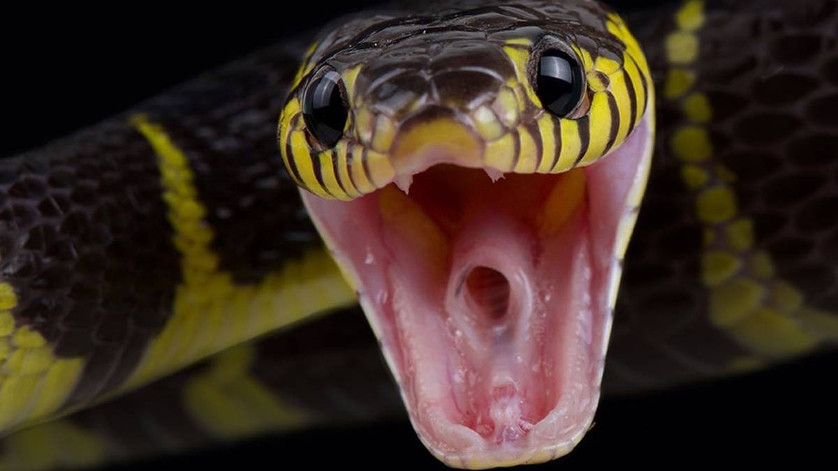 2 Ağustos tarihine dikkat! Yılan uzmanı uyardı! O sebepten, akın akın Türkiye'ye gelecekler! Camınızı pencerenizi sıkı sıkıya kapatın