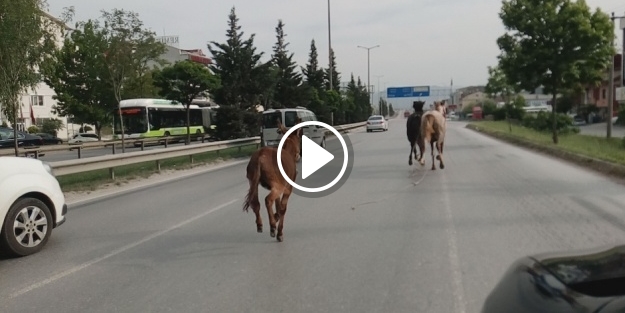 2 at 1 eşek ortalığı karıştırdı