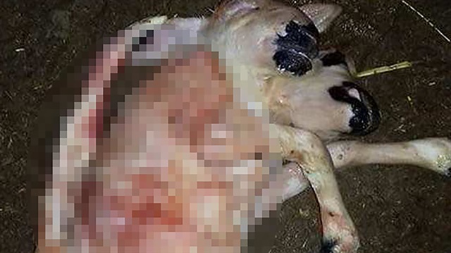 2 başlı 6 ayaklı kuzu şoke etti