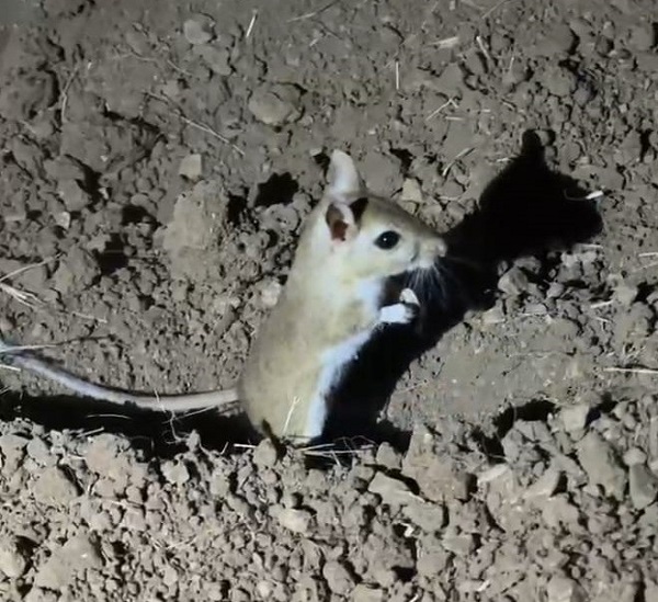 2 bin 200 rakımda görüntülendi!