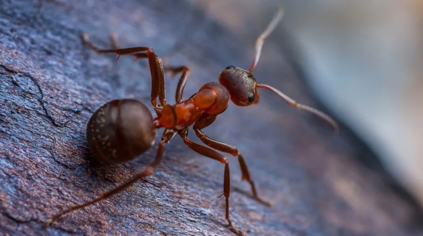 2 bin 500 konutluk projeye karıncalar engel oldu