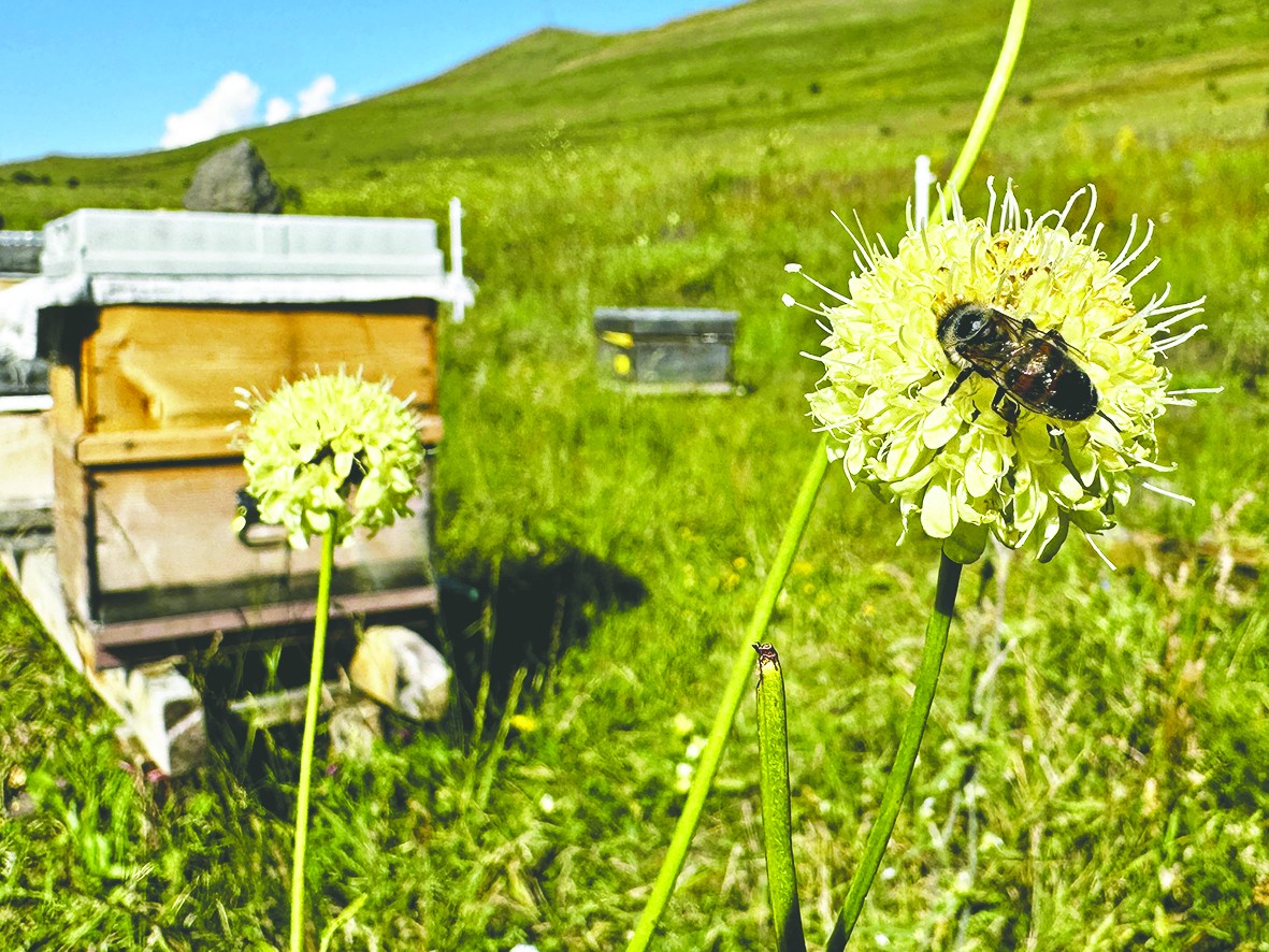 2 bin arıcı, Erzurum’un yüksek rakımlı yaylalarında 200 bin kovan saf bal üretiyor