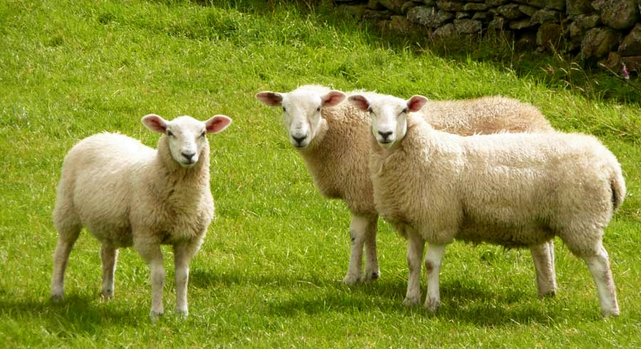 2 bin lira maaş veriyorlar, kimse çalışmıyor