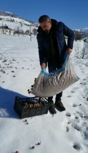 2 bin liralık cevizini hayvanlar için doğaya bıraktı 