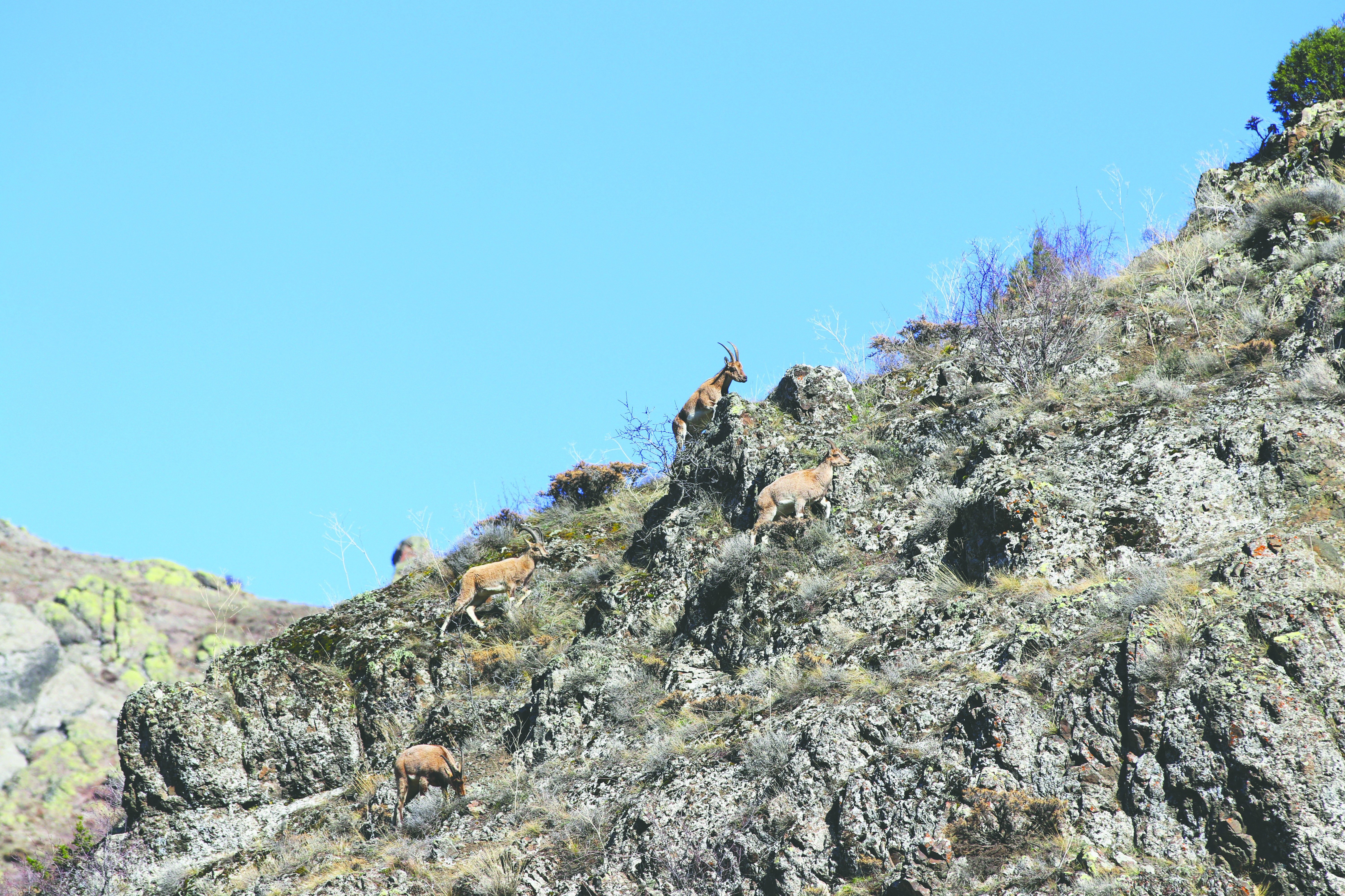 2 bin rakımlı Geminbeli geçidinin yeni sakinleri