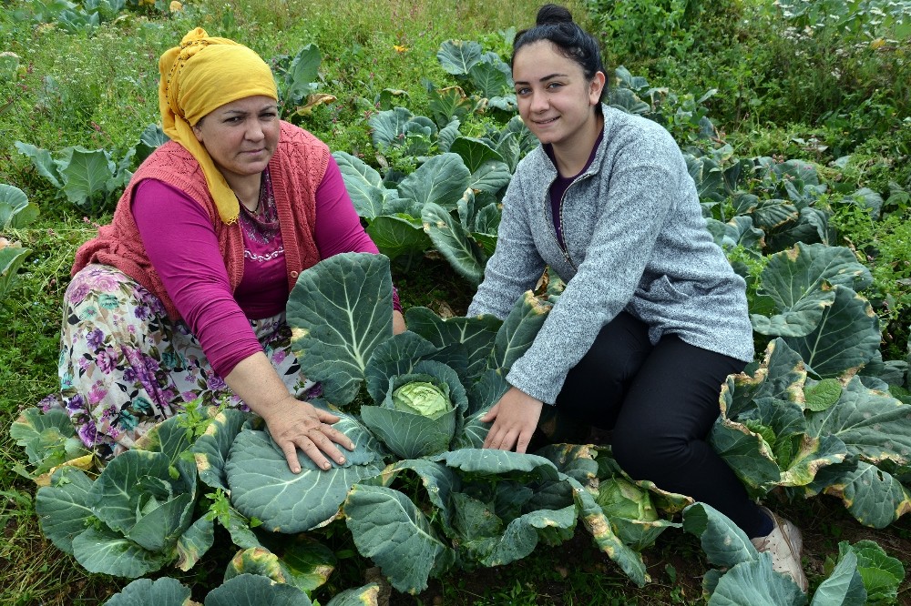 2 bin rakımlı yaylada beyaz lahana hasadı başladı 