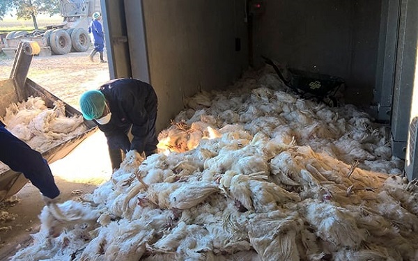 2 çiftlikte tespit edildi! O ülkede kuş gribi alarmı verildi?