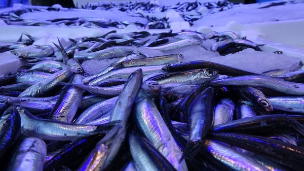 2 günlük av yasağı hamsiye yaradı mı?