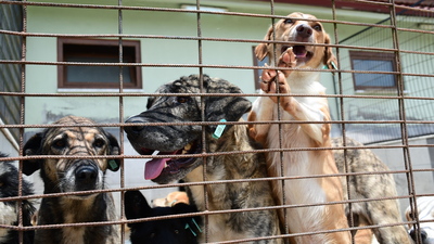 2 ilde Sahipsiz Hayvanları koruma Birliği kurulacak