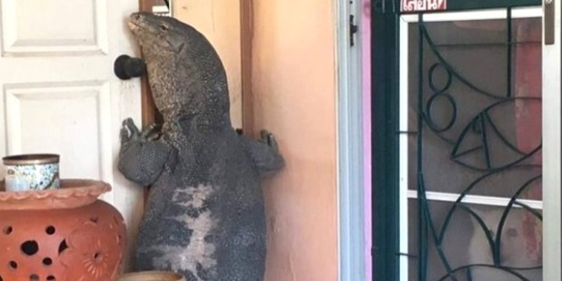 Eve girmeye çalışan dev kertenkele yakalandı