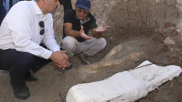 2 metrelik fil kafası çıkarıldı