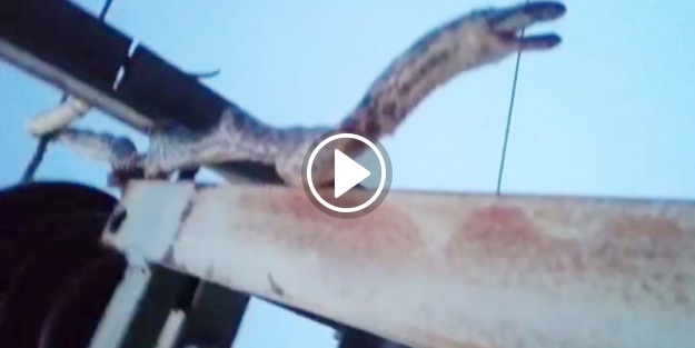 2 metrelik yılan 12 köyü saatlerce karanlıkta bıraktı