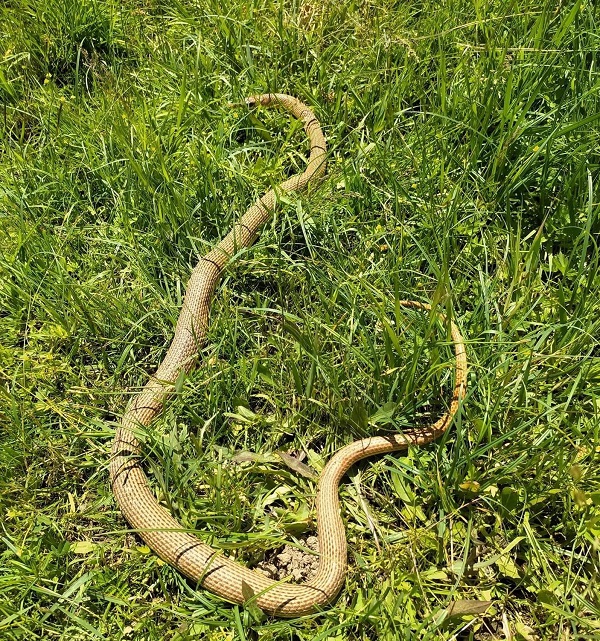 2 metrelik yılan nefesleri kesti