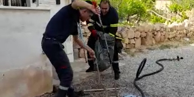 2 metrelik yılan paniği! Böyle yakalandı