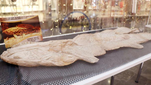 2 milyar yıllık fosil sergileniyor