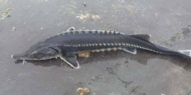 2 milyon lira değerinde... Keban'da bir kez daha görüldü!