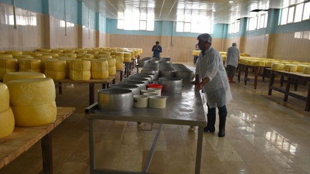 2 milyon liraya mal oldu! 8 ton süt işleniyor...