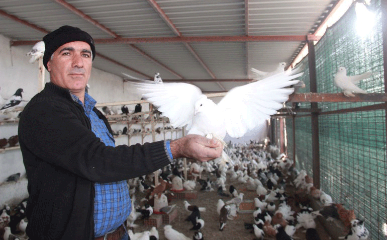 2 Milyon lirayı çalıp hepsine güvercin aldı!