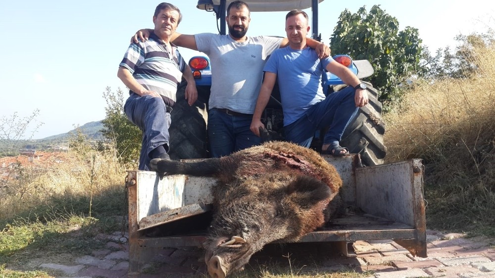 2 saat kovalamaca sonrası 290 kiloluk domuzu vurdular 
