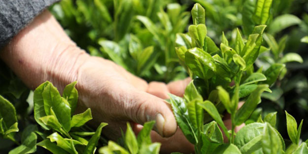 2. sürgün yaş çay alımları başladı